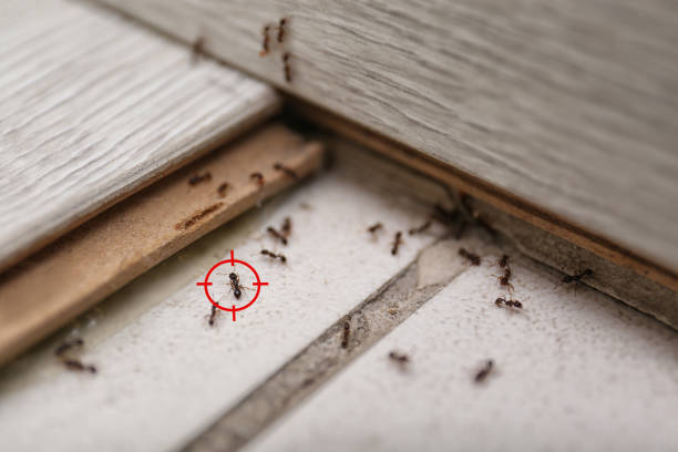 Best Pest Control for Restaurants  in Stallion Springs, CA
