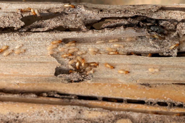 Best Cockroach Control Services  in Stallion Springs, CA