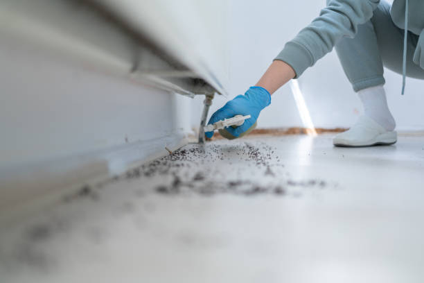 Pest Prevention Services in Stallion Springs, CA